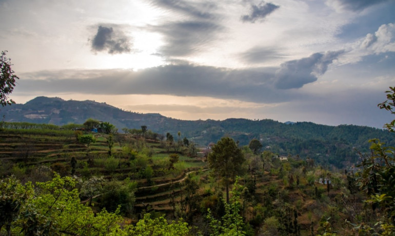 The Foliage at Mukteshwar